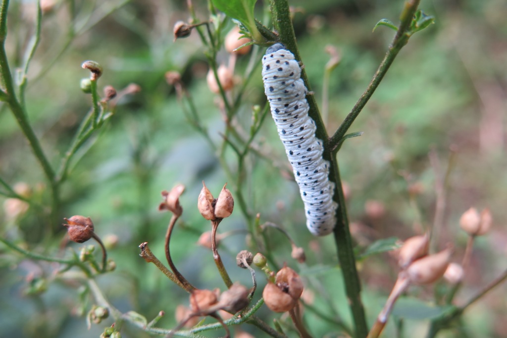 is dit de rups van de Helmkruidvlinder?
